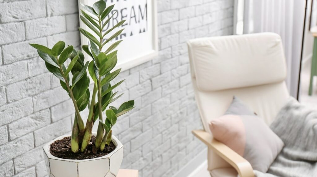 ZZ Plant