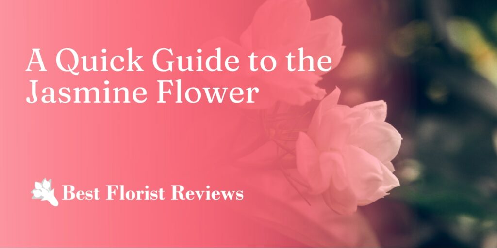 A Quick Guide to the Jasmine Flower