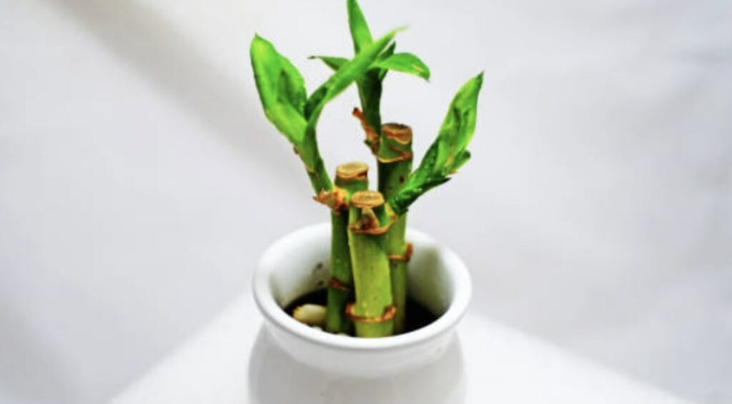 FAQs about Lucky Bamboo Soil