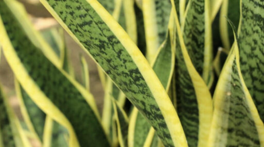 FAQs about Yellowing Snake Plant Leaves