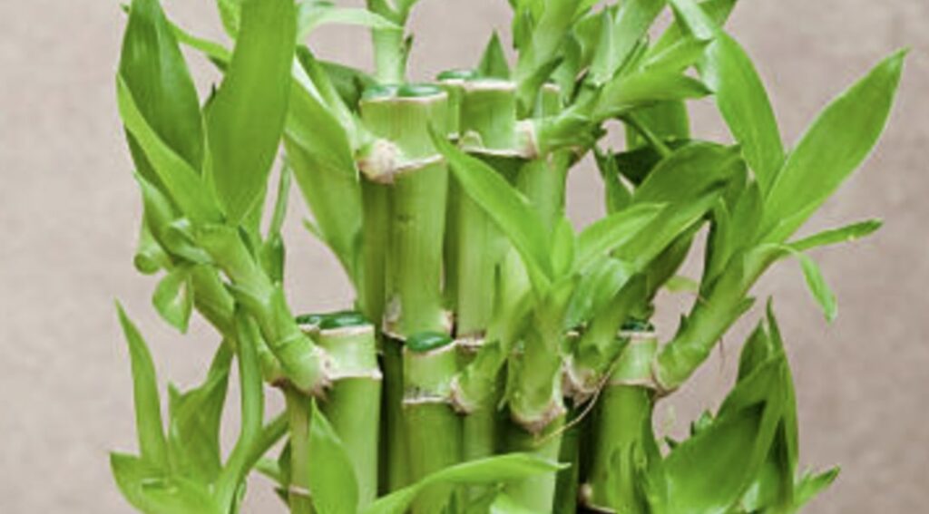 How can I make my lucky bamboo grow faster