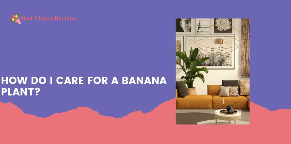 How do I care for a banana plant