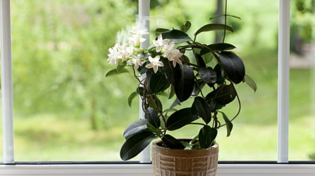 How do you care for potted jasmine
