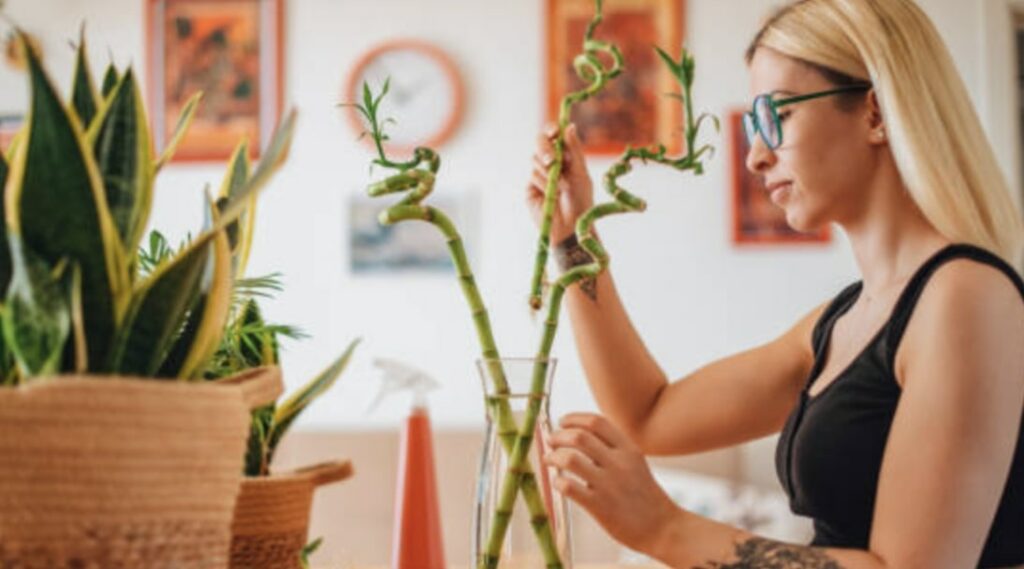How do you propagate lucky bamboo