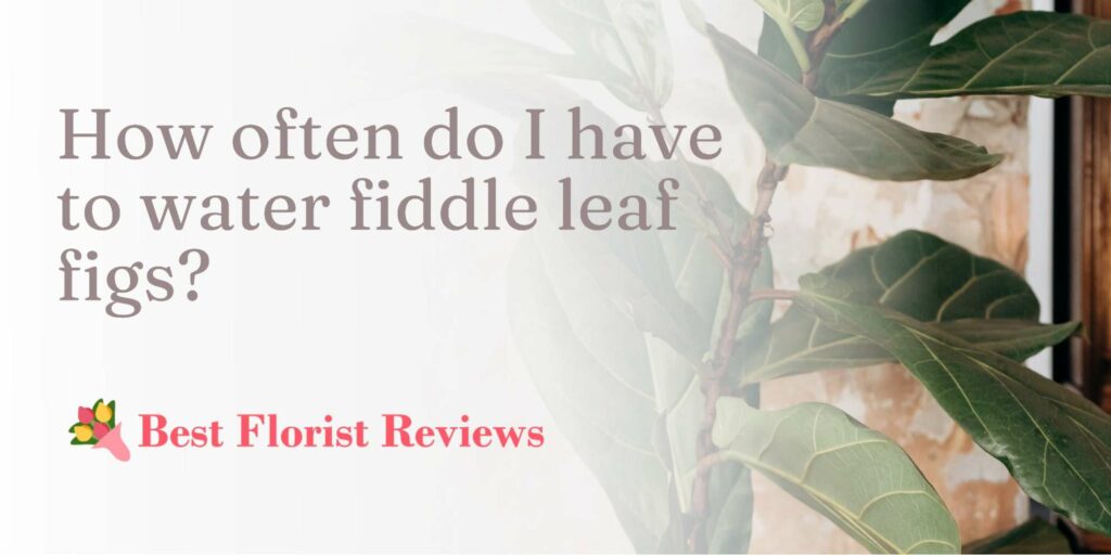 How often do I have to water fiddle leaf figs