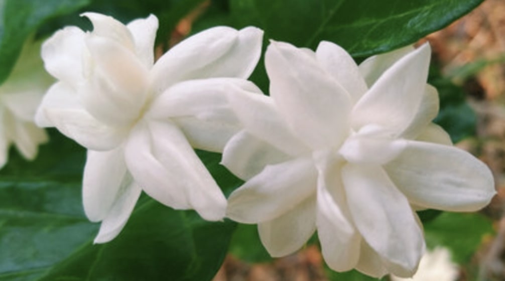 How would you describe a jasmine flower
