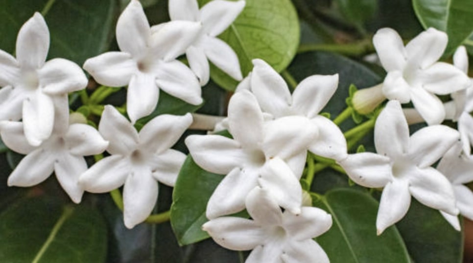 Jasmine Flower Quick Description
