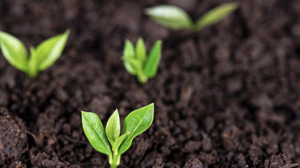 Lucky Bamboo Soil Mix Recipe