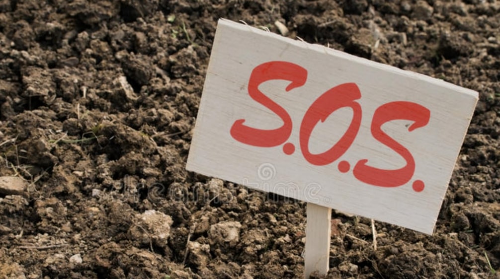 Signs of Using Poor Soil for a Lucky Bamboo Plant