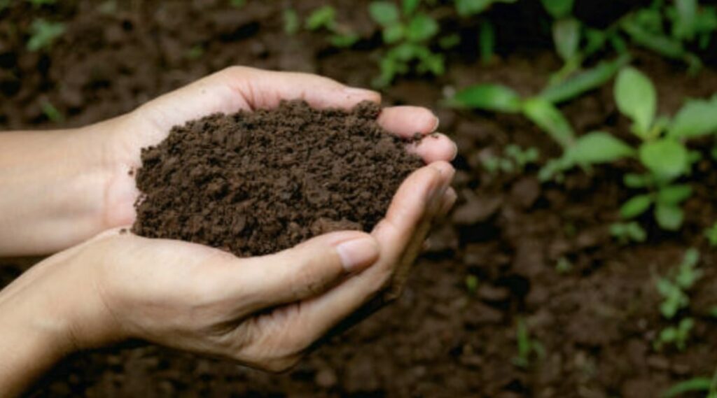 The Basic Lucky Bamboo Soil Components