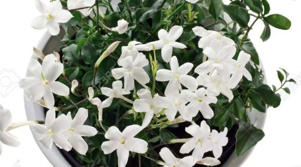 The Meanings and Colors of Jasmine