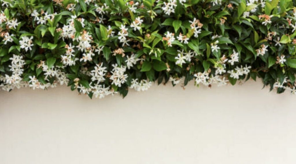 The Symbolism of the Jasmine Flower