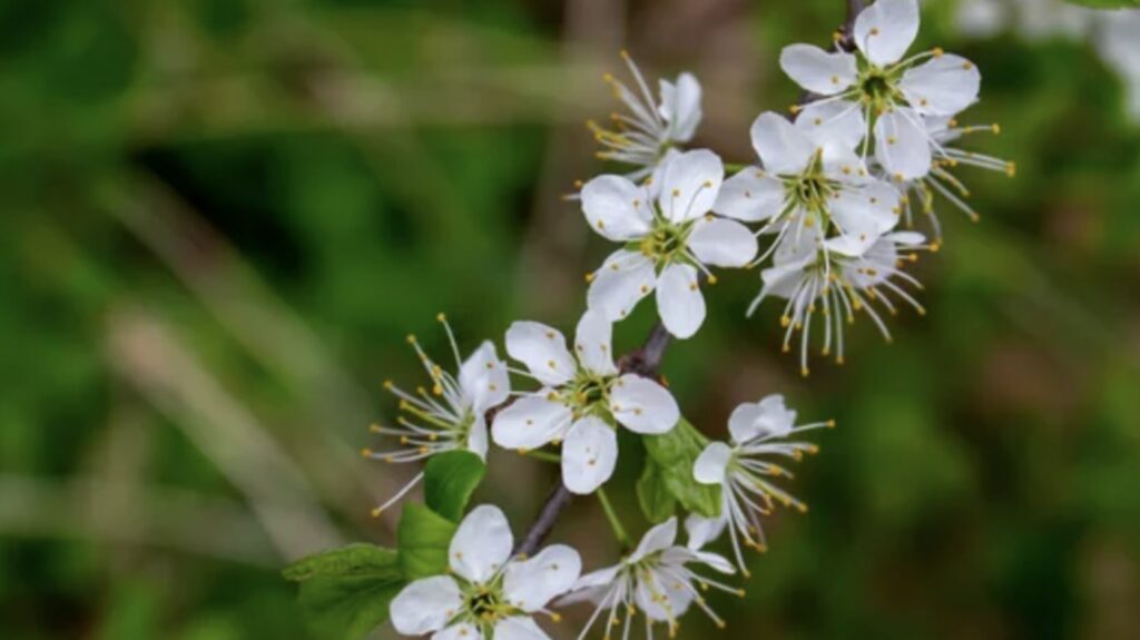 The Uses and Benefits of Jasmine Flowers
