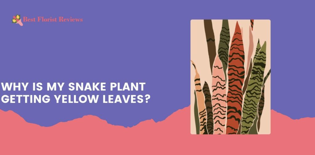 Why is my snake plant getting yellow leaves