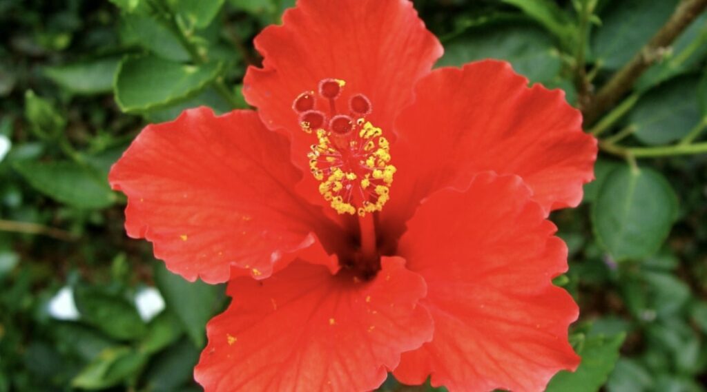 About Hibiscus Flowers