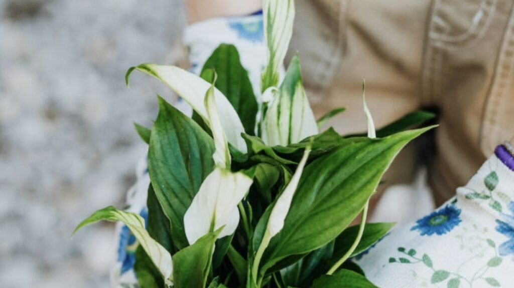 About Peace Lilies
