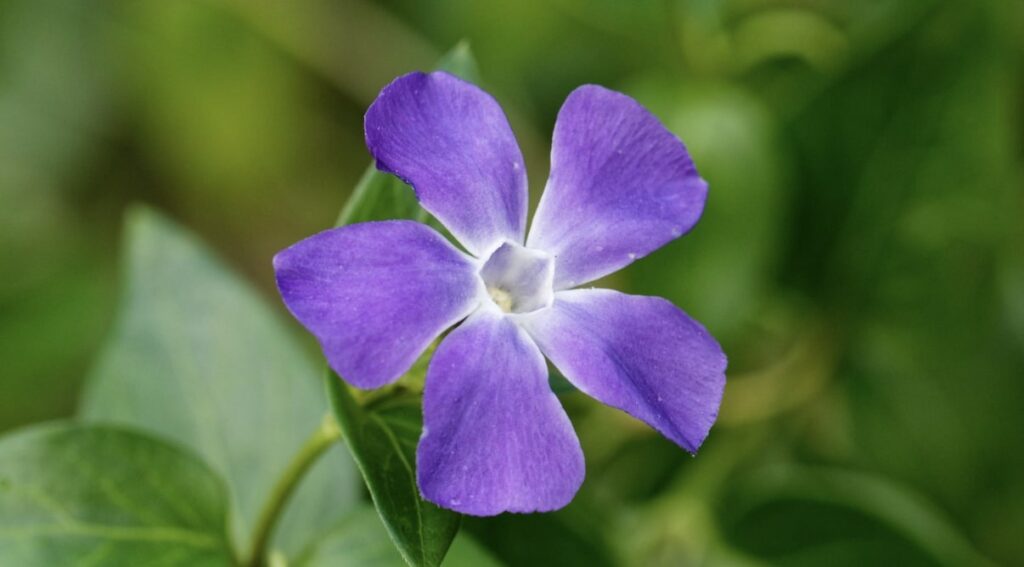 Basic Information about Periwinkle Blooms