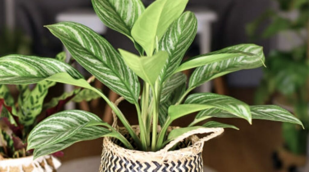 Basic Information about the Chinese Evergreen