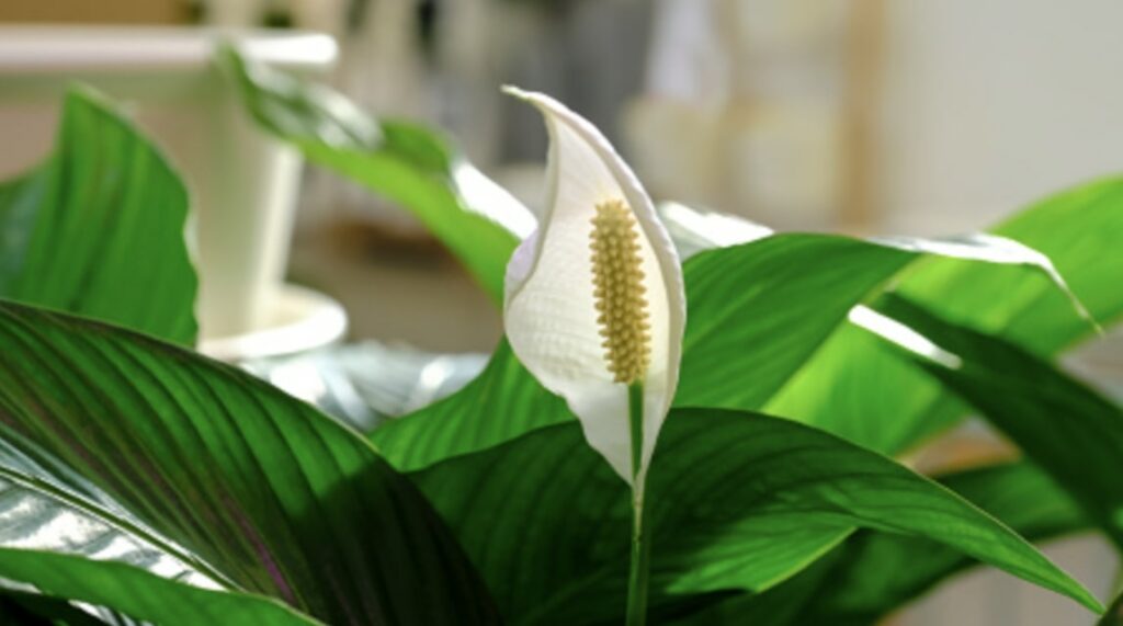 Care Tips for Peace Lilies