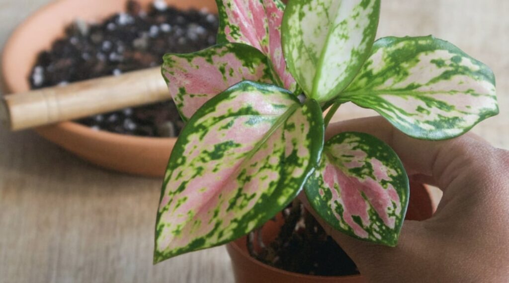 Caring Tips for a Chinese Evergreen Plant