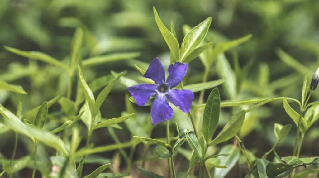 Caring for the Periwinkle Plant
