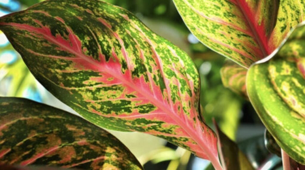 Common Chinese Evergreen Varieties