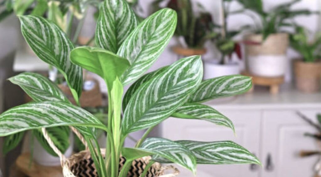 FAQs about the Chinese Evergreen Plant