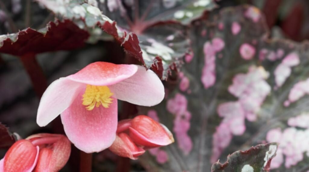 FAQs about the Rex Begonia