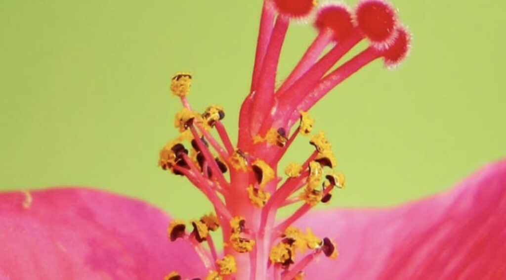 Hibiscus Plant Description