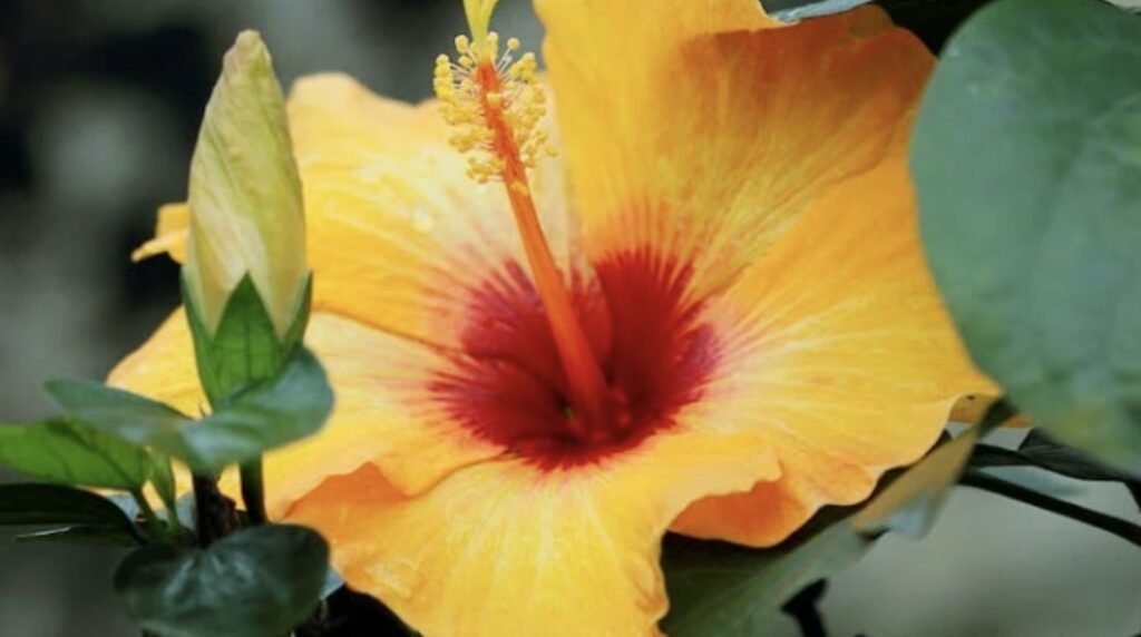 Hibiscus Word Etymology