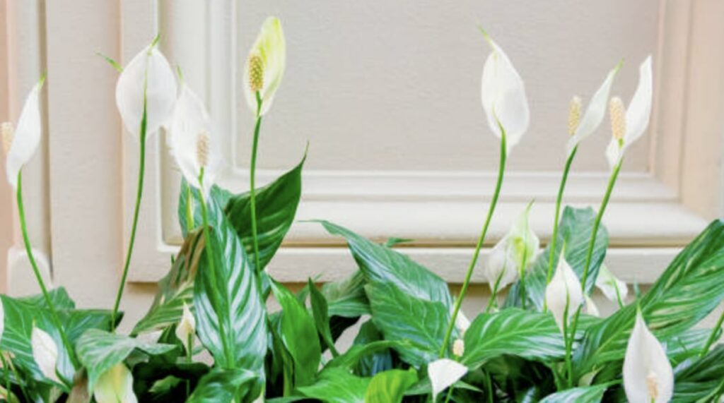 How do I make the best peace lily soil