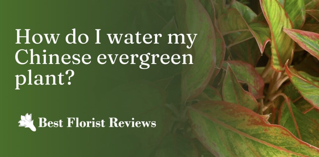 How do I water my Chinese evergreen plant