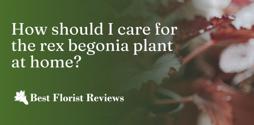 How should I care for the rex begonia plant at home