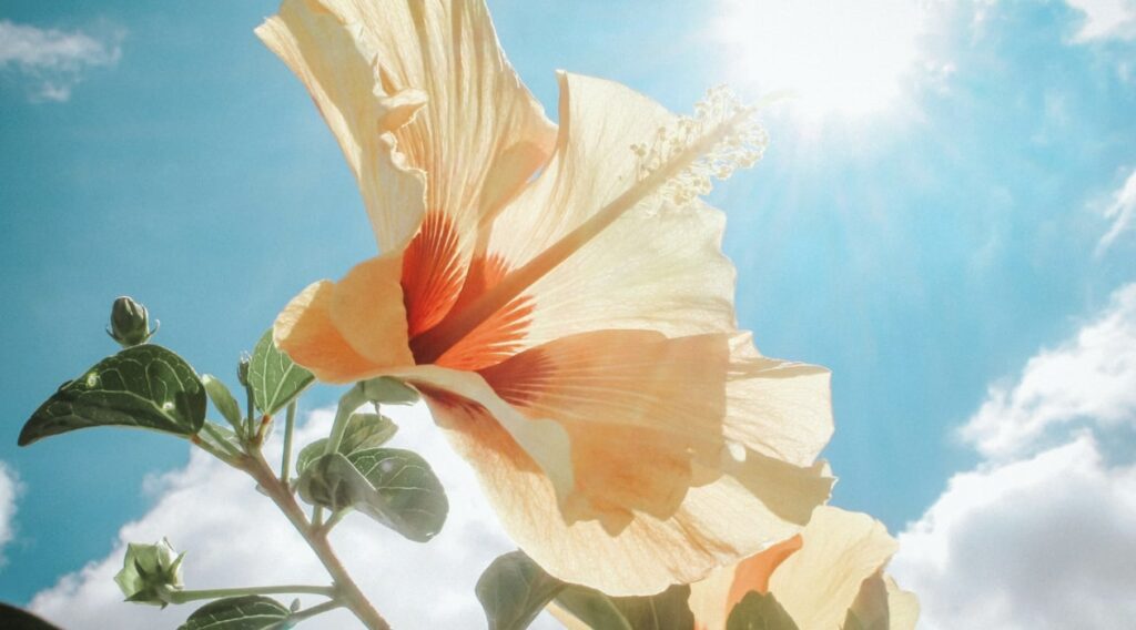 How to Care for Fresh-Cut Hibiscus Flowers