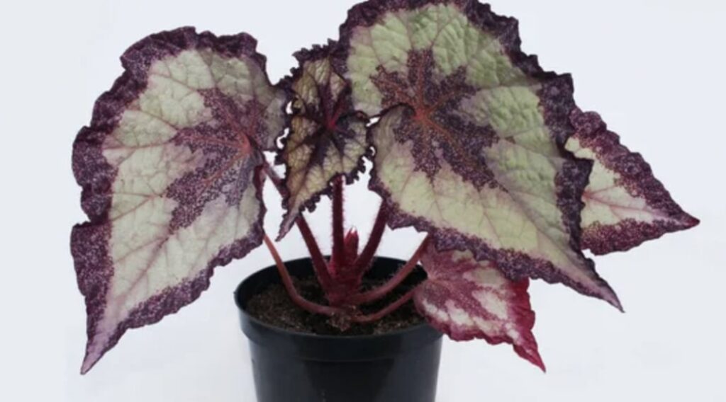 How to Grow Rex Begonia Plants Indoors