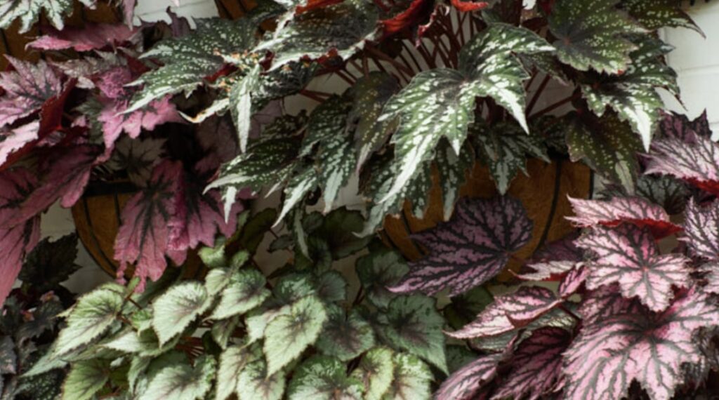 How to Propagate a Rex Begonia