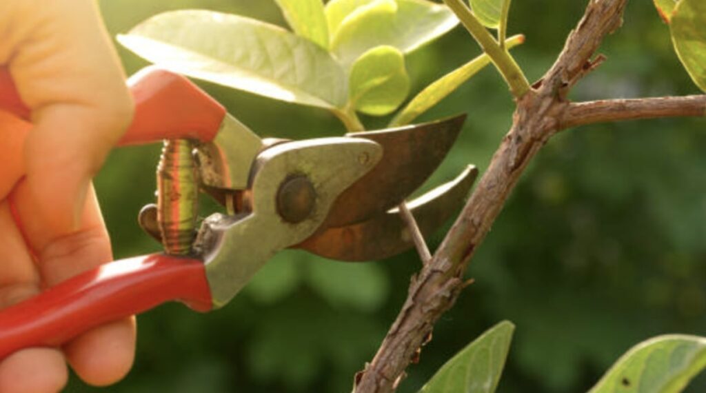 How to Prune a Rex Begonia