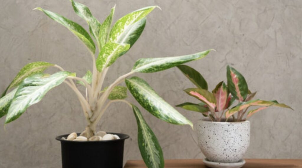 How to Save a Drowning Chinese Evergreen Plant