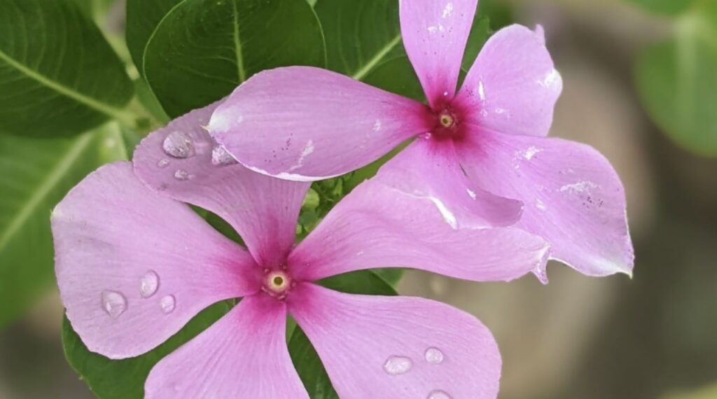 Other Periwinkle Names