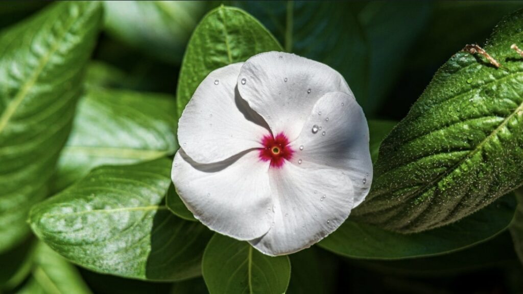 Periwinkle Etymology