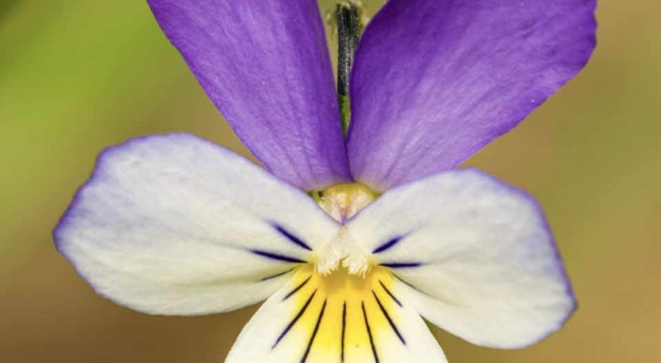 Periwinkle Flower Description
