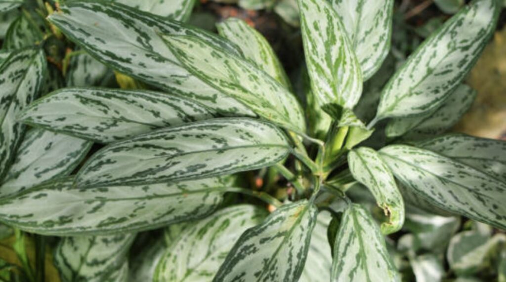 Physical Description of the Chinese Evergreen