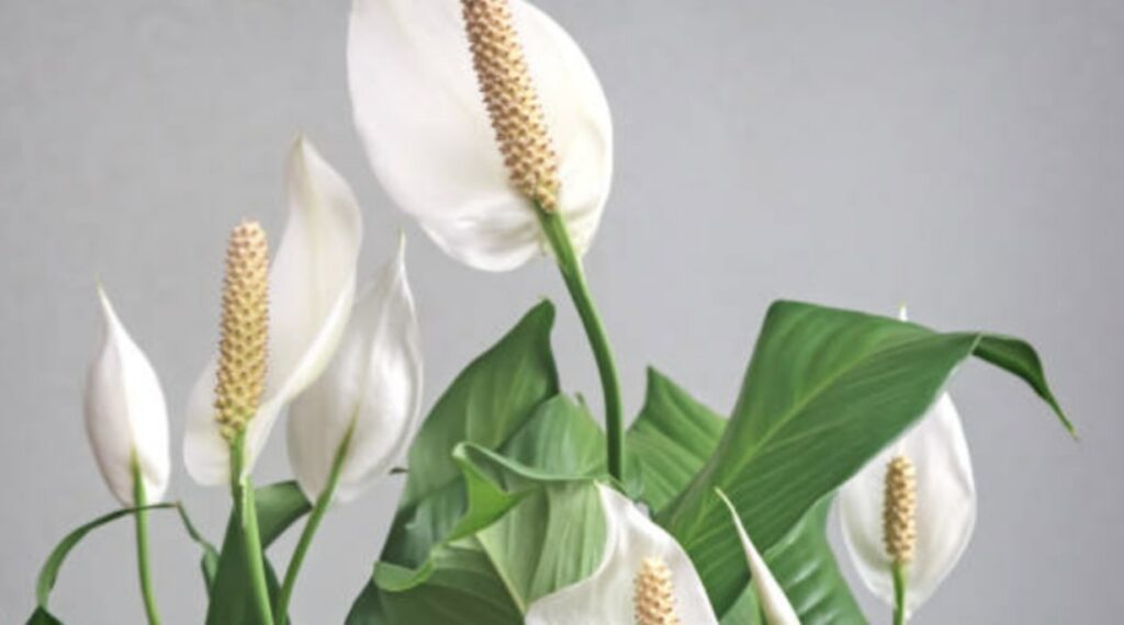 Repotting Peace Lilies
