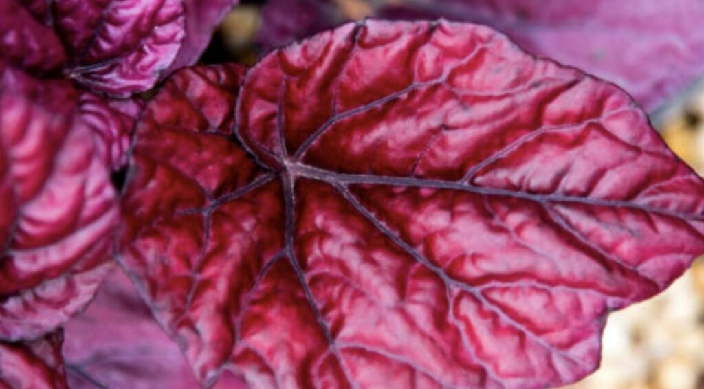 Rex Begonia Growing Needs