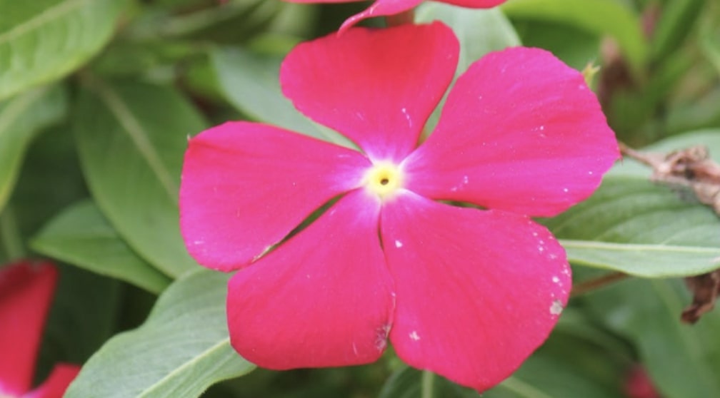 The Cultural Significance of the Periwinkle Flower