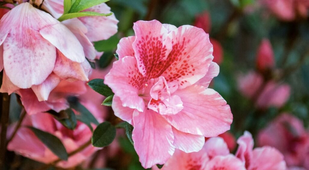 The Meaning & Symbolism of Hibiscus