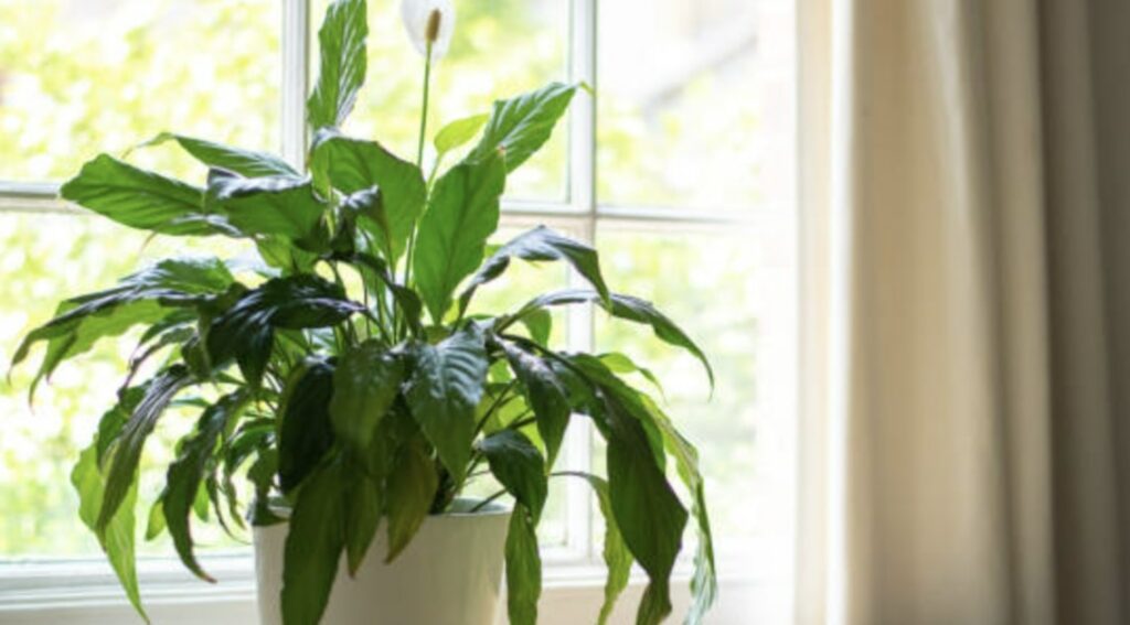 The Right Pot Container for Peace Lilies