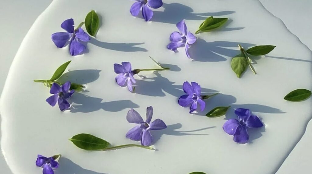 Uses of the Periwinkle