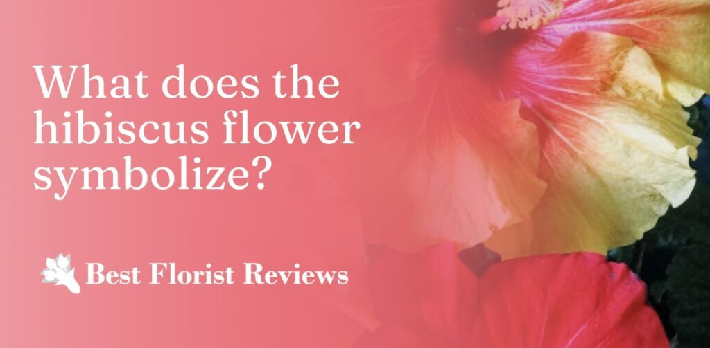 What does the hibiscus flower symbolize