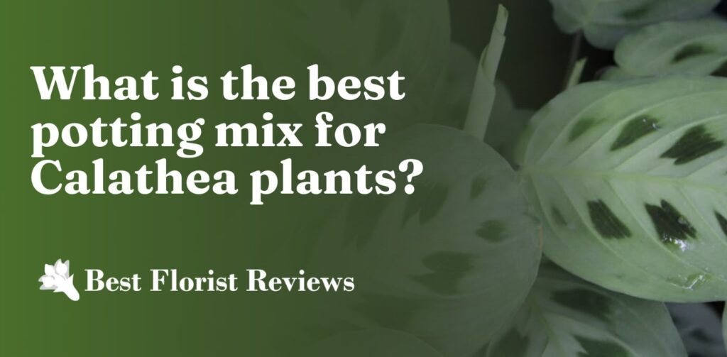 What is the best potting mix for Calathea plants